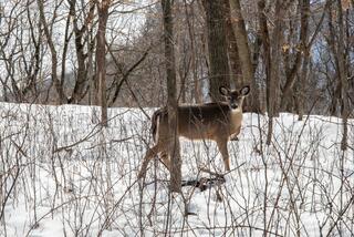 Effigy Mounds 1