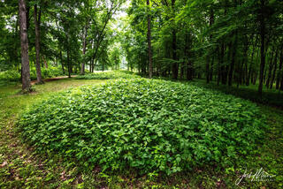 Effigy Mounds 32