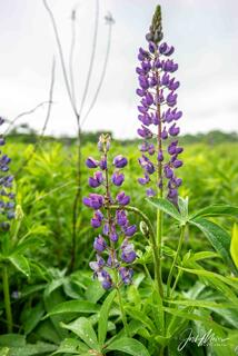 Effigy Mounds 36