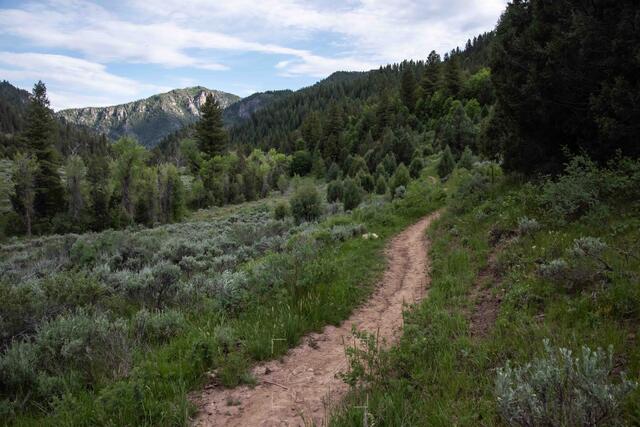 2026 El Oso Loco Trail Race Series